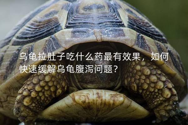 乌龟拉肚子吃什么药最有效果，如何快速缓解乌龟腹泻问题？