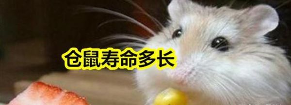 倉鼠飼養(yǎng)八大禁忌