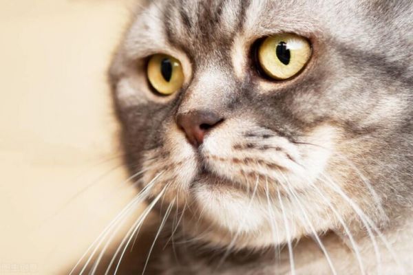 猫咪增肥吃什么好?成猫增肥方法分享