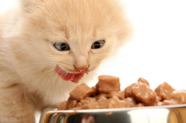 猫咪增肥吃什么好?成猫增肥方法分享