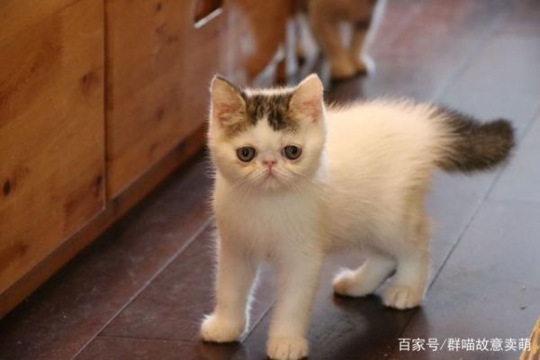 加菲猫偏瘦，要怎么补充营养