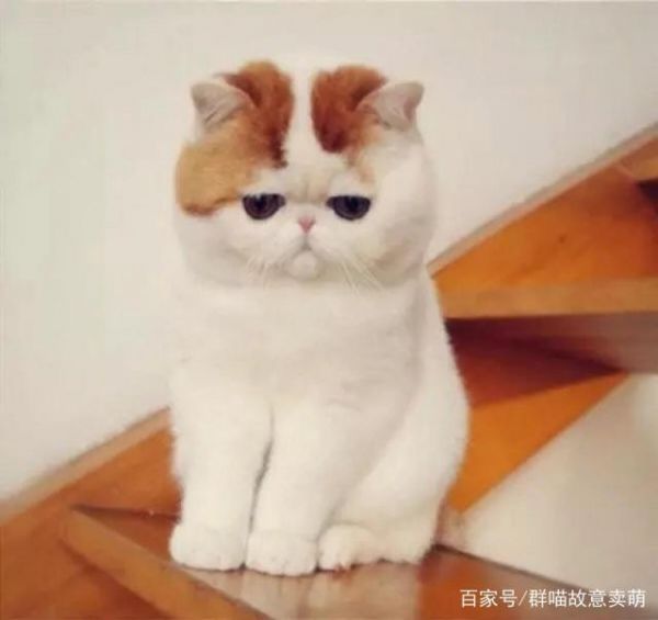 加菲猫偏瘦，要怎么补充营养