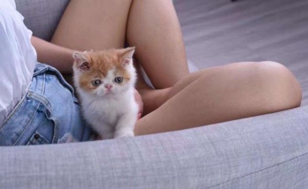 加菲猫偏瘦，要怎么补充营养