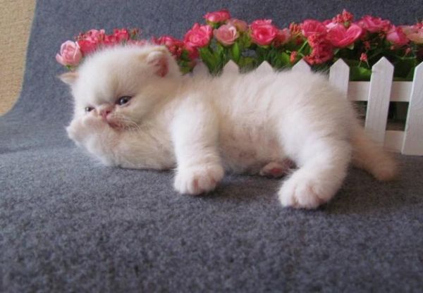 加菲猫偏瘦，要怎么补充营养