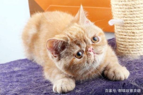 加菲猫偏瘦，要怎么补充营养