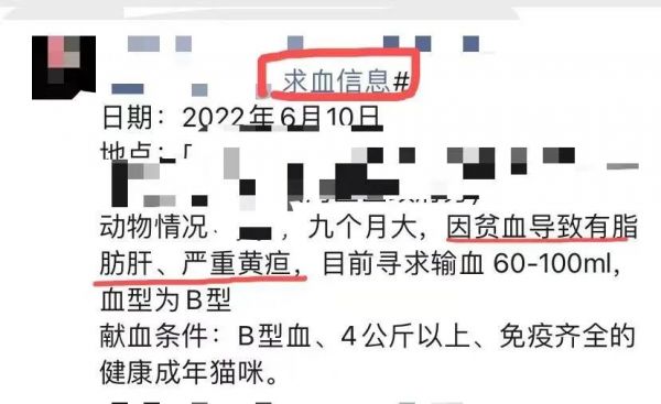貓咪消瘦嗜睡、食欲差、鼻頭蒼白是什么原因？