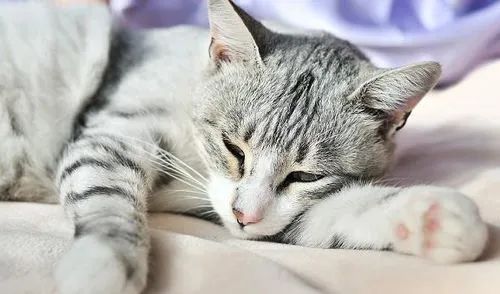 貓咪消瘦嗜睡、食欲差、鼻頭蒼白是什么原因？