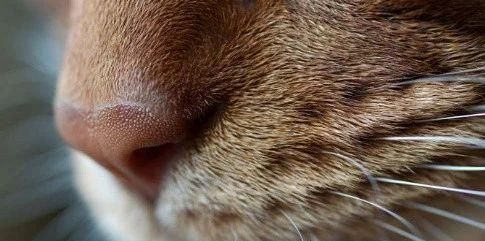 猫咪鼻子热，你需要知道的一切（宠物的身体信号与健康问题）