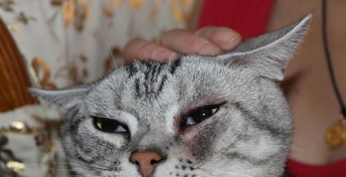 猫咪鼻子热，你需要知道的一切（宠物的身体信号与健康问题）