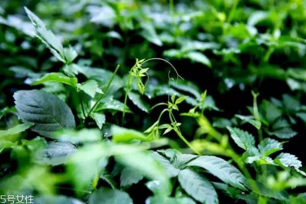 絞股藍(lán)茶可以天天喝嗎 長(zhǎng)期喝的好處與危害