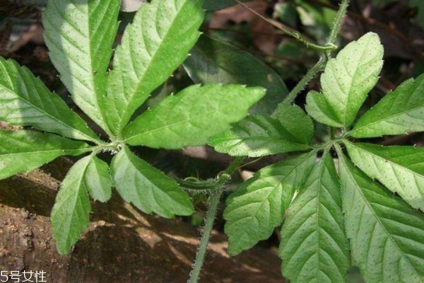 绞股蓝有减肥功效吗 喝绞股蓝茶需注意