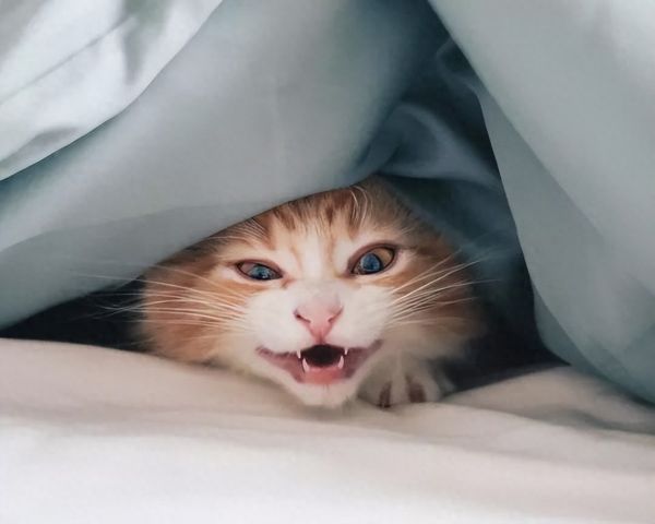 冬天没有暖气怎么养猫？猫咪冬季保暖措施分享