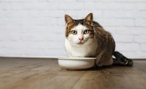 冬天没有暖气怎么养猫？猫咪冬季保暖措施分享