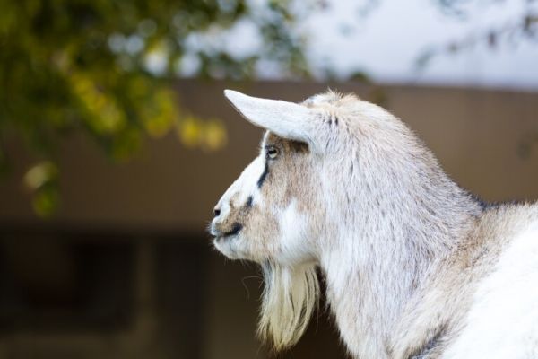 山羊怎么養(yǎng)長得快？山羊的養(yǎng)殖技術(shù)及飼養(yǎng)管理