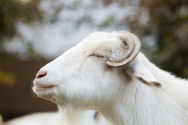 山羊怎么養(yǎng)長得快？山羊的養(yǎng)殖技術(shù)及飼養(yǎng)管理