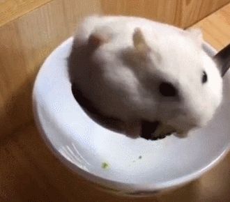 新手如何饲养仓鼠？