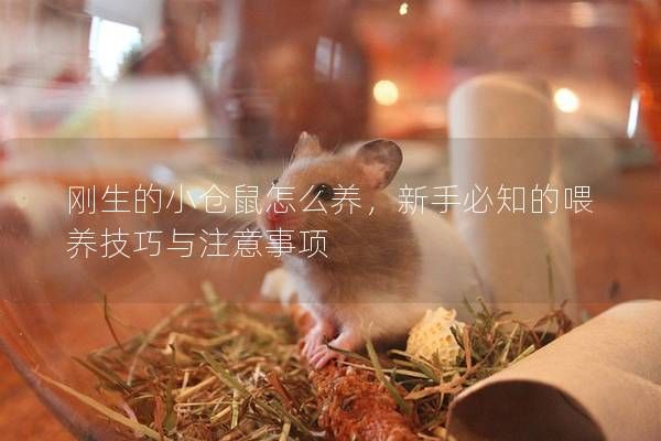 剛生的小倉鼠怎么養(yǎng)，新手必知的喂養(yǎng)技巧與注意事項