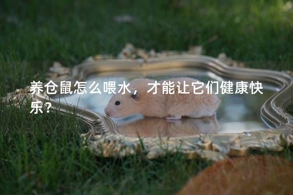 養(yǎng)倉(cāng)鼠怎么喂水，才能讓它們健康快樂？