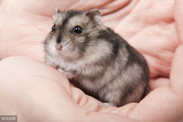 新手仓鼠鼠友一定要避开这样养鼠误区，不然很容易把仓鼠养死