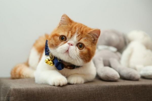 加菲猫太瘦了怎么增肥?猫咪快速长胖的方法