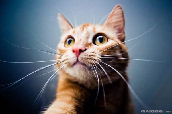 大眼睛的猫咪特写