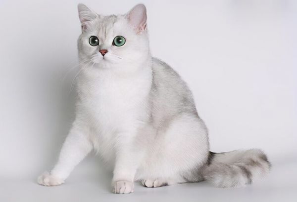 猫咪吃什么容易发胖？猫咪吃什么容易长胖？