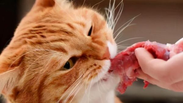 猫咪吃什么容易发胖？猫咪吃什么容易长胖？