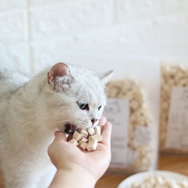 猫咪吃什么容易发胖？猫咪吃什么容易长胖？