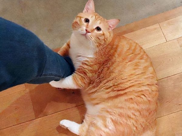 猫咪吃什么容易发胖？猫咪吃什么容易长胖？