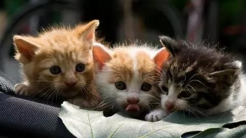 猫咪做了驱虫，能吃能喝但很瘦，怎么把流浪猫养胖？