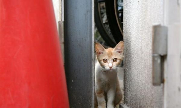 猫咪做了驱虫，能吃能喝但很瘦，怎么把流浪猫养胖？
