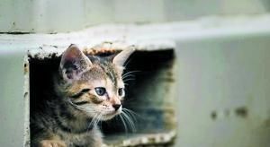 猫咪做了驱虫，能吃能喝但很瘦，怎么把流浪猫养胖？