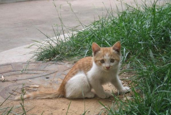 猫咪做了驱虫，能吃能喝但很瘦，怎么把流浪猫养胖？