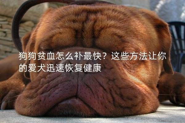 狗狗貧血怎么補(bǔ)最快？這些方法讓你的愛(ài)犬迅速恢復(fù)健康