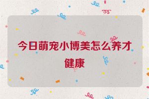 今日萌寵小博美怎么養(yǎng)才健康