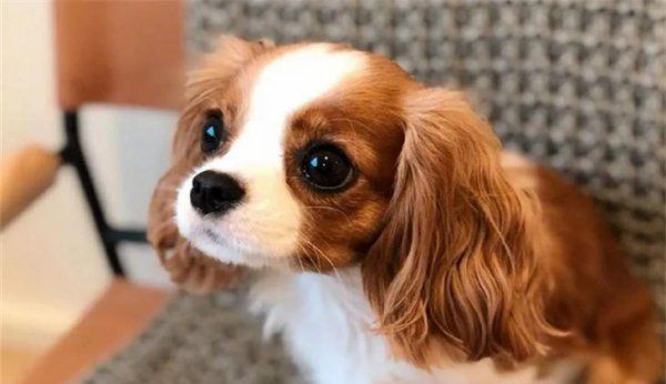 鯊魚軟骨素幼犬可以吃嗎