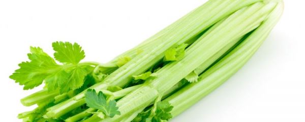 上班族大腿比較粗該怎么減 女人瘦腿吃什么食物好 什么食物可以幫助女性減肥