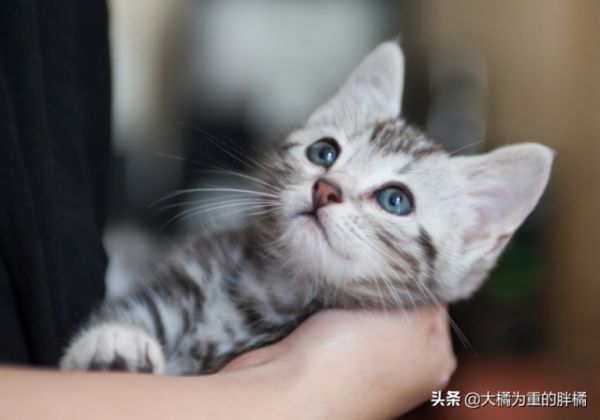 愛(ài)貓去世后，主人該如何度過(guò)傷心期？試試這幾個(gè)辦法，想哭就哭吧 