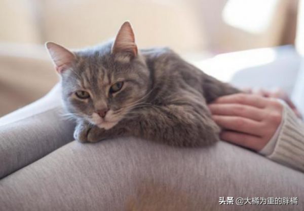 愛(ài)貓去世后，主人該如何度過(guò)傷心期？試試這幾個(gè)辦法，想哭就哭吧 