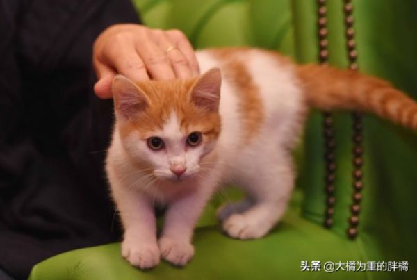 愛(ài)貓去世后，主人該如何度過(guò)傷心期？試試這幾個(gè)辦法，想哭就哭吧 