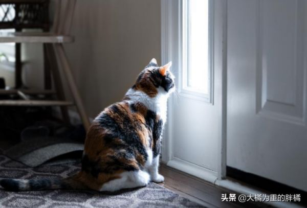 愛(ài)貓去世后，主人該如何度過(guò)傷心期？試試這幾個(gè)辦法，想哭就哭吧 