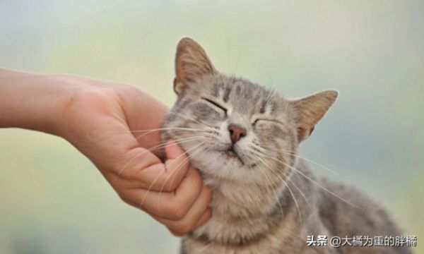 愛(ài)貓去世后，主人該如何度過(guò)傷心期？試試這幾個(gè)辦法，想哭就哭吧 