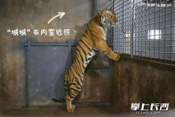 老虎餓成皮包骨？！長(zhǎng)沙生態(tài)動(dòng)物園回復(fù)→