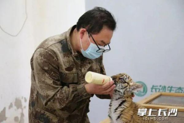 老虎餓成皮包骨？！長(zhǎng)沙生態(tài)動(dòng)物園回復(fù)→