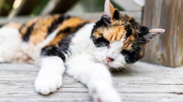 猫甲状腺功能亢进症（甲亢）：病因、症状与治疗方法