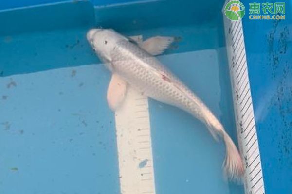 金魚(yú)變瘦是怎么回事？-圖片版權(quán)歸惠農(nóng)網(wǎng)所有
