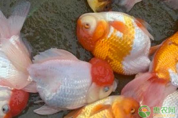 金魚(yú)變瘦是怎么回事？-圖片版權(quán)歸惠農(nóng)網(wǎng)所有