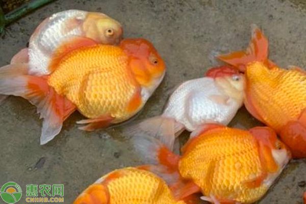 金魚(yú)變瘦是怎么回事？-圖片版權(quán)歸惠農(nóng)網(wǎng)所有