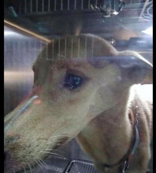 狗狗暴瘦哼唧，原因揭秘！