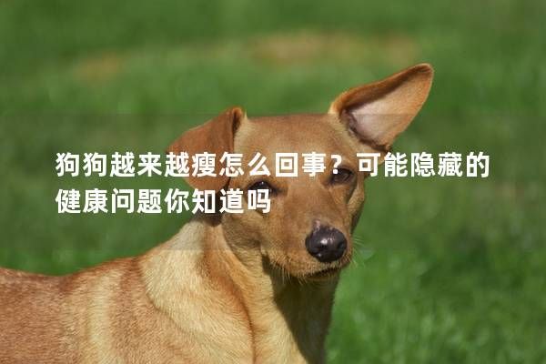 狗狗越来越瘦怎么回事？可能隐藏的健康问题你知道吗